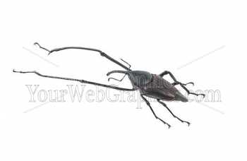 photo - beetle-8-jpg